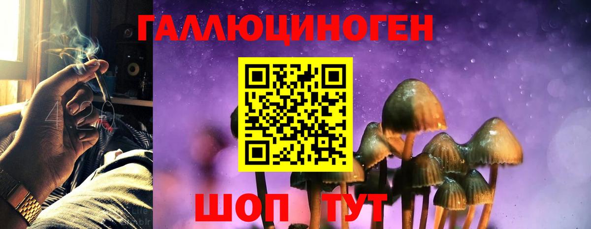 Псилоцибиновые грибы Cubensis Можга